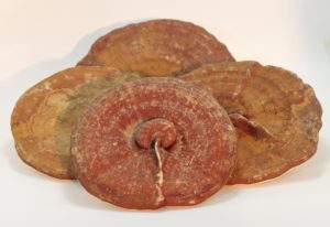 Hoang Dã Reishi Hữu Cơ trồng toàn bộ khô <span class=keywords><strong>Ganoderma</strong></span> Lingzhi Đỏ <span class=keywords><strong>Ganoderma</strong></span> <span class=keywords><strong>lucidum</strong></span> - Product Image 6