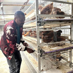 <span class=keywords><strong>Cages</strong></span> pour poules pondeuses automatiques de type H Offres Spéciales Cage de batterie pour poulets à 4 niveaux 1000 pour ferme avicole utilisée avec composant moteur - Product Image 3