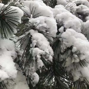 Neve Artificiale Biodegradabile per Effetti Speciali, Neve in Carta di Cellulosa per Esposizioni - Product Image 3