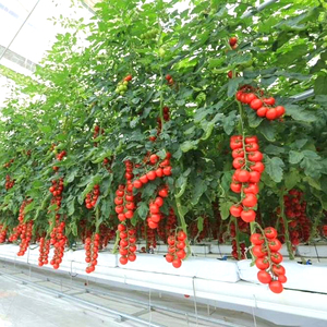 ถุงปลูกแบบเปิดด้านบนจากใยมะพร้าว ขนาด 1000 มล. สีดำขาว ปรับแต่งได้ สำหรับปลูกพืชไร้ดิน ทำจากเส้นใยพืช ใช้ได้ทุกฤดู ผลิตจากพลาสติก PE - Product Image 1