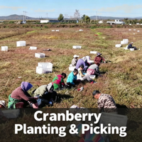 Gecertificeerd Goede Kwaliteit Kruidenextract van Cranberry Fruit 50% Proanthocyanidinen Poeder Bulk Vacuüm Verpakt Voedingsmiddelenkwaliteit