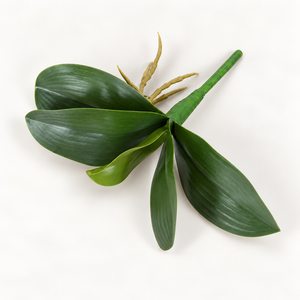 Hoja de Orquídea Verde Intenso de Plástico Impermeable Petefloral de Vietnam con Acabado Liso, Estilo Clásico, Reutilizable y Reciclable - Product Image 3