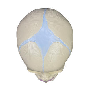 Modelo Anatómico de Ciencias Médicas, Modelo de Anatomía del Cuerpo Humano, Cráneo de Feto, Modelo Anatómico de Esqueleto - Product Image 4