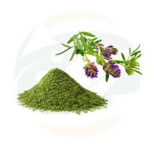 Fábrica China de Hierbas: Venta al por Mayor de Polvo de Alfalfa, Ingrediente Superalimento Rico en Nutrientes para Suplementos Dietéticos y Alimentos Funcionales - Product Image 4