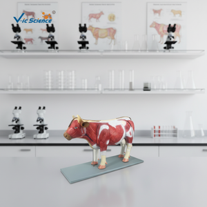 पशु मांसपेशी मॉडल बोवाइन एनाटॉमी मॉडल शारीरिक शिक्षा - Product Image 4