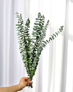 All'ingrosso fiori e piante secchi foglie di mela naturale conservato di eucalipto argento dollaro essiccato foglie di eucalipto - Product Image 4