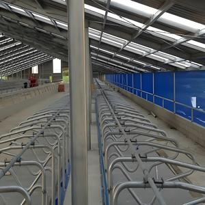 Granero de vaquillas prediseñado-Puesto libre de 4 filas, ancho de callejón de 3,5 m, galvanizado en caliente - Product Image 4