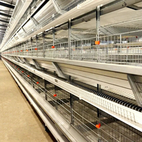 Équipement d'élevage avicole, cage à poules pondeuses automatique de type H, cage à poules pondeuses en acier galvanisé pour 35 000 poulets