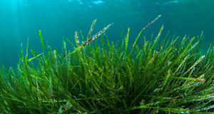 Pengiriman cepat Spirulina Japan Blue Spirulina Powder Spirulina Gummy - Product Image 3