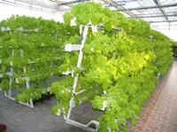 Système hydroponique NFT Seedafarm à croissance rapide et haut rendement, haute rigidité, cycle de récolte court, économie d'engrais et d'eau, 3 mois