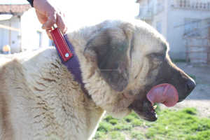 March Expo spécial grand collier de chien avec poignée boucle pivotante détachable collier de chien de berger robuste avec boucle en fer pour chiens forts meilleur prix - Product Image 4