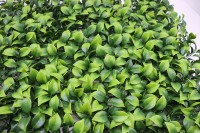 Panneaux muraux d'herbe verte artificielle Panneaux extérieurs et intérieurs artificiels Faux plantes Mur vert pour hôtel et maison