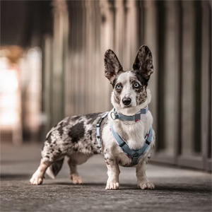 <span class=keywords><strong>Harnais</strong></span> en nylon léger en tissu Cordura respirant haute résistance 3M réfléchissant pour grands chiens <span class=keywords><strong>Harnais</strong></span> solide personnalisé pour animaux de compagnie - Product Image 6