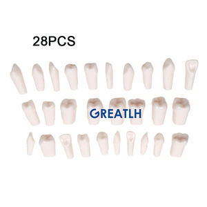 28 Stuks Standaard Tandheelkundige Simulator Tanden Nissin Tandheelkundige Studie Model Tandarts Praktijk Tanden Model Vervangbaar - Product Image 5