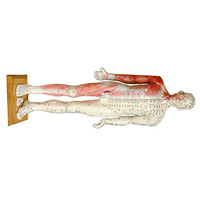 Modelo de Acupuntura Anatómica Humana Deren DRA 85cm, Simulador Masculino de PVC, China