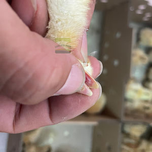 Peralatan pemeliharaan hewan baru efisiensi tinggi mesin Kombo dan pencatat kotoran Laser untuk pertanian penetasan - Product Image 6