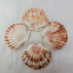 Pétoncles naturels colorés plats pour décoration de mariage de <span class=keywords><strong>plage</strong></span> ou service de fruits de mer - Product Image 2