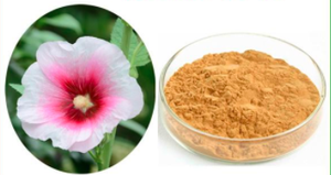 Hongda nước hòa tan althaea Rosea chiết xuất althaea Rosea chiết xuất từ rễ althaea officinalis - Product Image 2