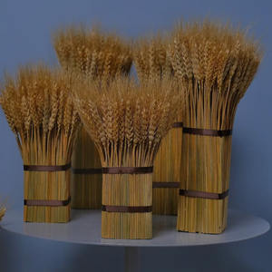 Vente en gros de fleurs séchées de haute qualité pour la décoration intérieure Bouquet de blé oreille séchée naturelle - Product Image 2