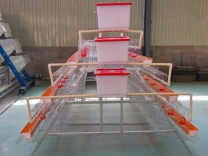 Nouveau <span class=keywords><strong>poulailler</strong></span> automatique de haute qualité <span class=keywords><strong>au</strong></span> bon prix, alimentation automatique, eau automatique, <span class=keywords><strong>poulailler</strong></span> à trois étages, cages à poules automatiques de type h - Product Image 3