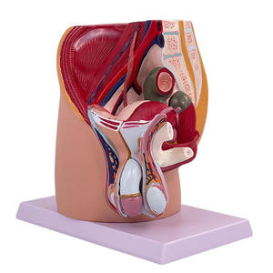 Modelo Anatómico del Sistema Urinario y Reproductor Masculino, Maniquí Humano de PVC Avanzado con Tacto Realista para Ciencias Médicas - Product Image 3
