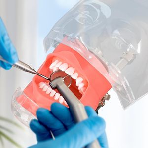 factory direct Dental Manikin <b>Head</b> with 32 Typodont Teeth Model Dental Typodont Mount Fixed on Table Dental <b>Mannequin</b> <b>Head</b> - Product Image 5