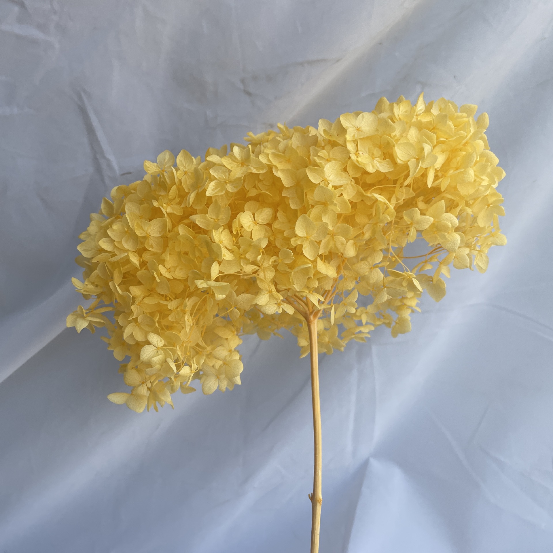 Jaune doré