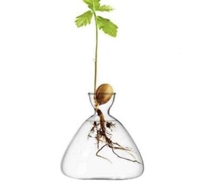 Kit per la coltivazione di avocado ecologico in offerta speciale, ciotola per la semina di avocado, vassoio in vetro e sughero per la germinazione dei <span class=keywords><strong>semi</strong></span>, contenitore trasparente per l'acqua, per la casa - Product Image 1