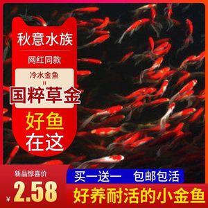 Alevines de Peces Koi Dorados, Peces Ornamentales de Agua Fría, Peces Acuáticos Resistentes Vivos, Venta al por Mayor - Product Image 2