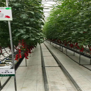Soporte Pequeño Galvanizado para Tomates Hidropónicos en Invernaderos Agrícolas, Soporte para una Cosecha Óptima - Product Image 4