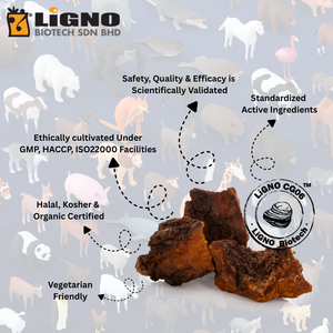 Poudre Botanique Brute Chaga LiGNO CG06 – Complément Alimentaire pour Animaux – Vitalité et Équilibre de la Peau et du Pelage – Certifié Halal et Casher – Qualité Alimentaire - Product Image 2