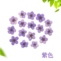Fiori di narciso mini naturali pressati ed essiccati per ciondoli in resina, segnalibri, forniture per lavoretti fai da te, progetti educativi per bambini
