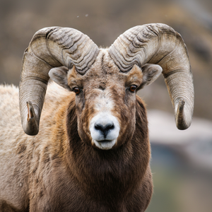 งานฝีมือจากเขาแกะขัดเงา ดีไซน์ศิลปะพื้นบ้านรูปสัตว์ สำหรับตกแต่งบ้านในวันคริสต์มาส ราคาโรงงาน วัสดุออร์แกนิค เป็นมิตรกับสิ่งแวดล้อม - Product Image 1