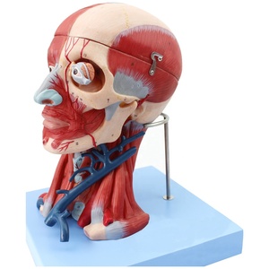 Modelo anatómico de <span class=keywords><strong>cabeza</strong></span> <span class=keywords><strong>y</strong></span> <span class=keywords><strong>cuello</strong></span> humano Modelo anatómico del cerebro - Product Image 1