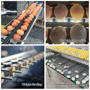 Máquina Clasificadora de Huevos Automática por Tamaño y Tipo de <span class=keywords><strong>Plato</strong></span>, en Venta - Product Image 3