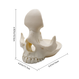 Portaocchiali a Forma di Teschio Stampato in 3D, Supporto Creativo per Occhiali da Scrivania, Ornamento Decorativo per Casa, Regalo - Product Image 2