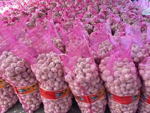 Vente en gros d'<span class=keywords><strong>ail</strong></span> blanc frais Fournisseur professionnel de légumes frais - Product Image 5