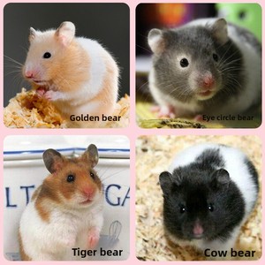 2026 Generation Hair Small Hamster Three-Line <strong>Pudding</strong> Zicang Silver Fox Living Thing Golden Bear Long Haired Curly Bear Short - Product Image 3