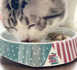 Köpek kase özel yüksek kalite lüks besleme yavaş besleyici köpek maması seramik evcil hayvan kasesi - Product Image 4