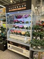 Vitrine réfrigérée pour fleurs à refroidissement par air, dégivrage automatique, multi-niveaux, pour roses fraîches coupées