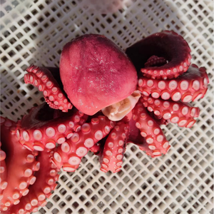 Các Nhà Sản Xuất Bán Buôn Đông Lạnh Hải Sản Lớn Bạch Tuộc Vulgaris Đông Lạnh Bạch Tuộc Ngon Bạch Tuộc Nhà Máy Outlet Mà Không Dày Dạn - Product Image 5