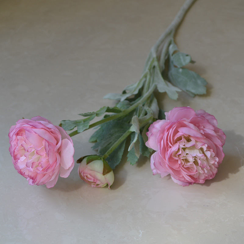 Rose violet