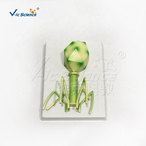 의과 대학 교육 및 보건 교육 PVC 재료를위한 <span class=keywords><strong>HIV</strong></span> 해부학 모델 - Product Image 2