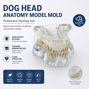 Modèle dentaire de crâne canin OEM d'usine, modèle de mâchoire de chien, typodont, modèle de dents claires, modèle anatomique dentaire pour clinique vétérinaire canine - Product Image 5