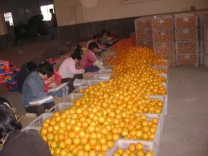 Nouvel arrivage orange frais, vente en gros, fruits frais, orange chinoise de haute qualité, au meilleur prix
