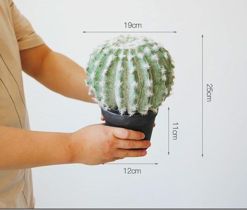 807 Petit cactus aux cheveux blancs