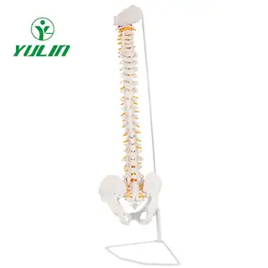 医学科教垂直聚氯乙烯材料85厘米脊柱人体骨骼模型，骨盆、骶骨和枕骨