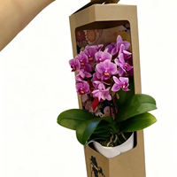 Boîte à fleurs portable en papier kraft personnalisée avec fenêtre, pliable, pour orchidées Phalaenopsis, plantes en pot, cadeau
