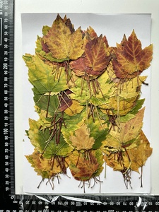 1000 pièces/paquet feuille d'érable des marais série de couleurs d'<span class=keywords><strong>automne</strong></span> feuille pressée pour cadre de peinture <span class=keywords><strong>Photo</strong></span> - Product Image 2