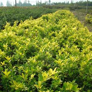 Huile essentielle de Wintergreen de haute qualité utilisée dans les onguents antidouleur et les huiles médicamenteuses, directement de l'usine avec MSDS et COA - Product Image 5